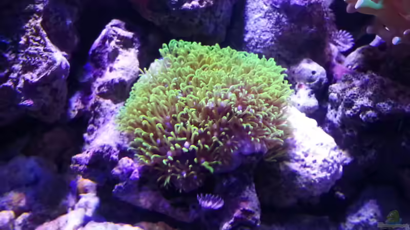 Röhrenkoralle von BenoN (17)