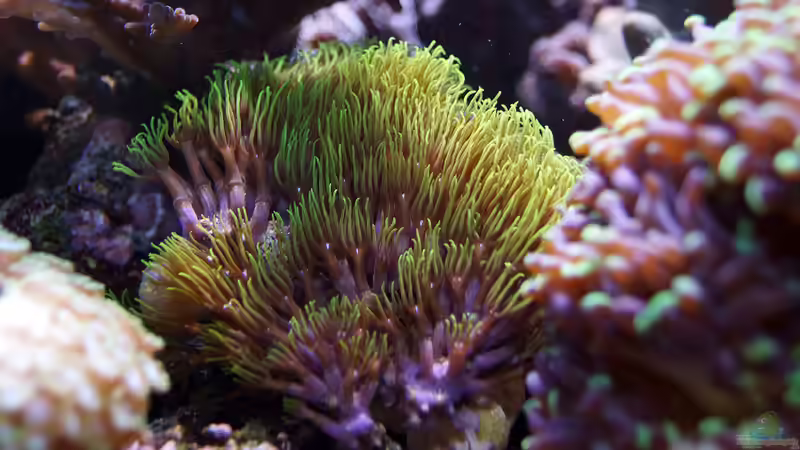 Röhrenkoralle von MartinS (19)