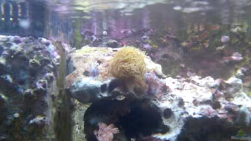 Röhrenkoralle von Olaf Richter (3)