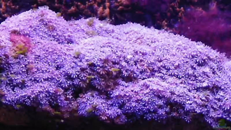 Röhrenkoralle von Putorius Furo (10)