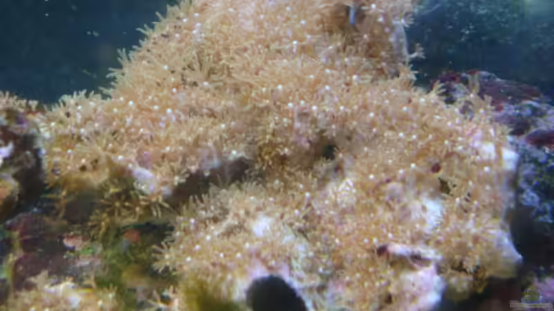 Röhrenkoralle von vorne von B1gT4nk (9)