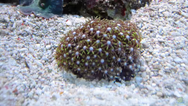 Röhrenkorallen von MartinS (60)