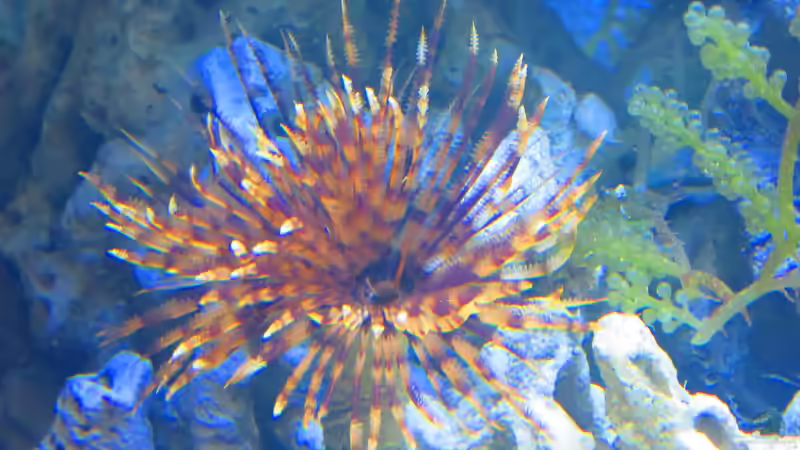 Röhrenwürmer von Christian Bayerl (7)