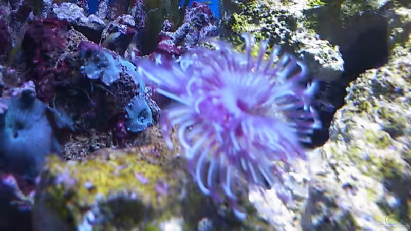 Röhrenwurm 2 von Daniel Lopez (6)