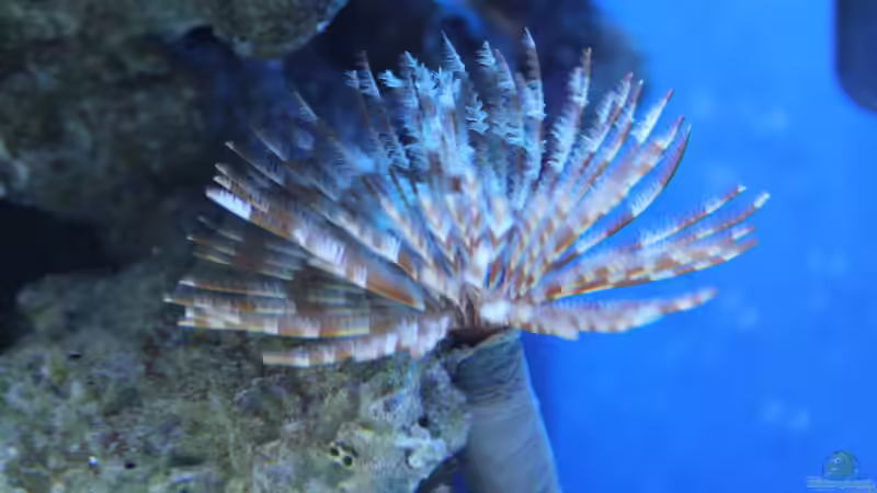 Röhrenwurm (Sabellastarte magnifica) von Sven K. (40)