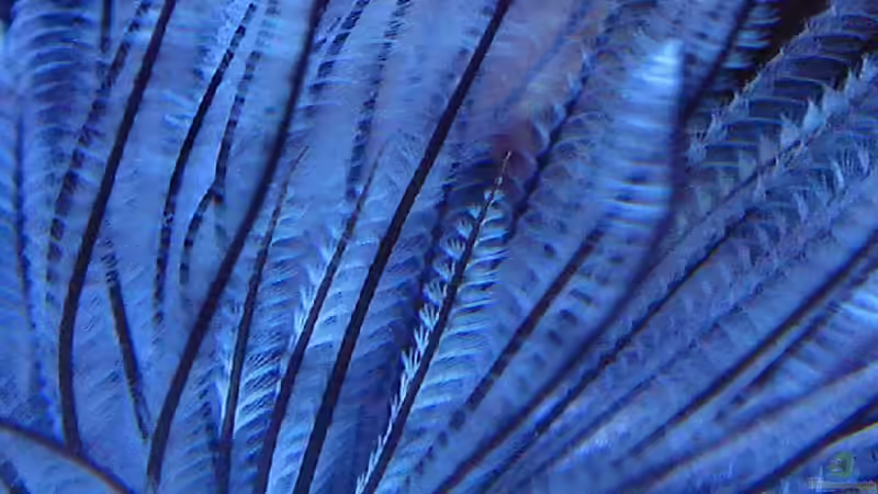 Röhrenwurm von .uschi (10)