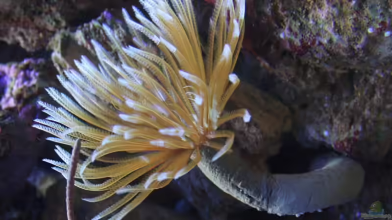 Röhrenwurm von Aquarienfreude (4)