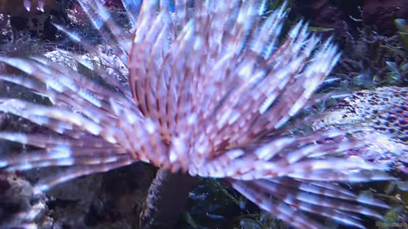 Röhrenwurm von Daniel Lopez (5)