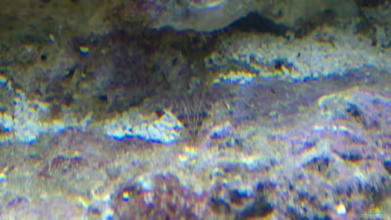 Röhrenwurm von Gernold (6)