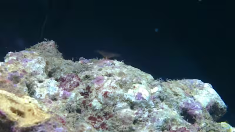 Röhrenwurm von Gernold (7)