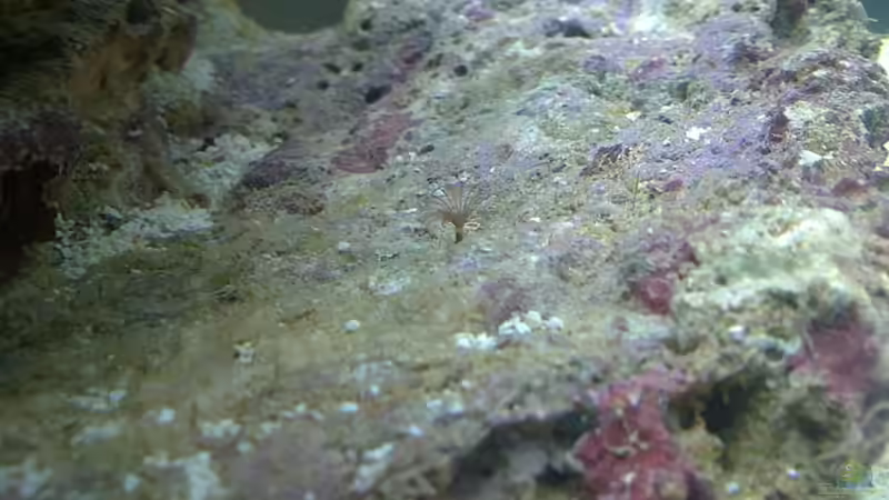 Röhrenwurm von Gernold (9)