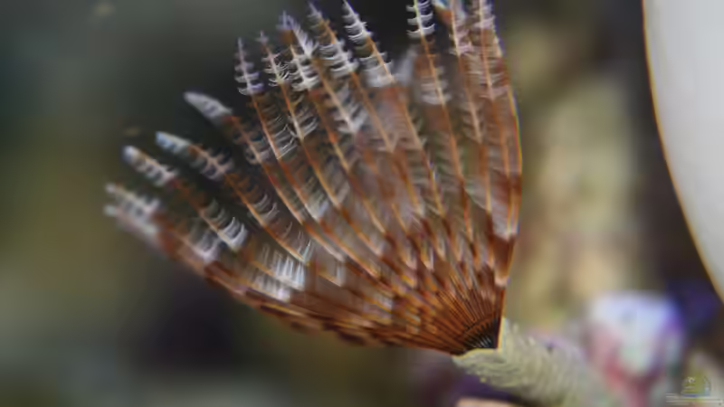 Röhrenwurm von Johannes 88 (34)