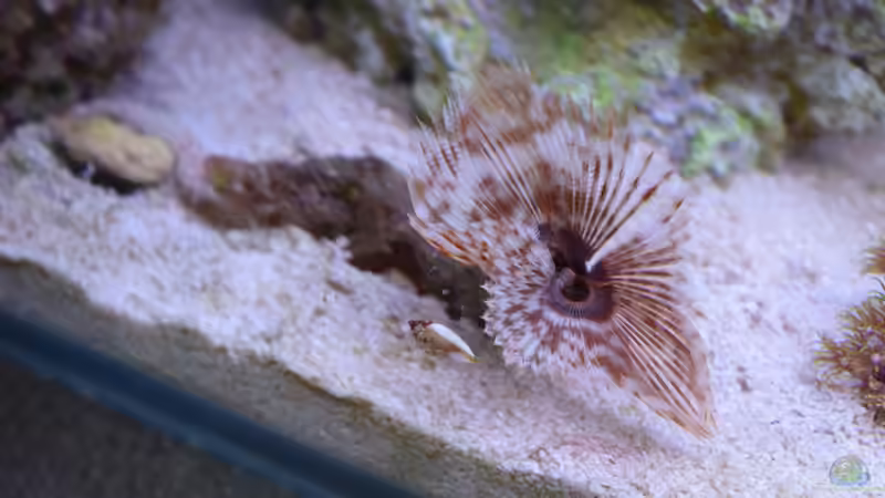 Röhrenwurm von Junglist (36)