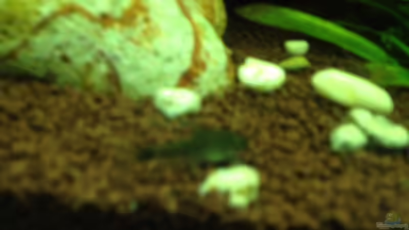 Rötliche Saugbarbe von Tobiaschwilly (7)