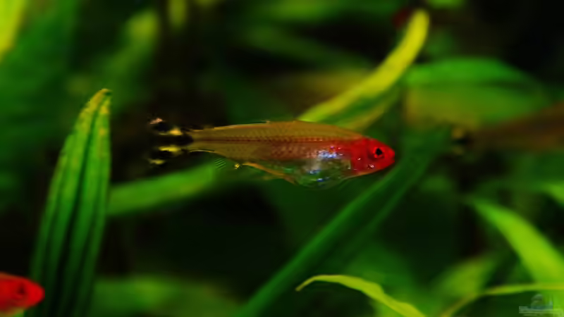 RoKoSa von aquamike (34)