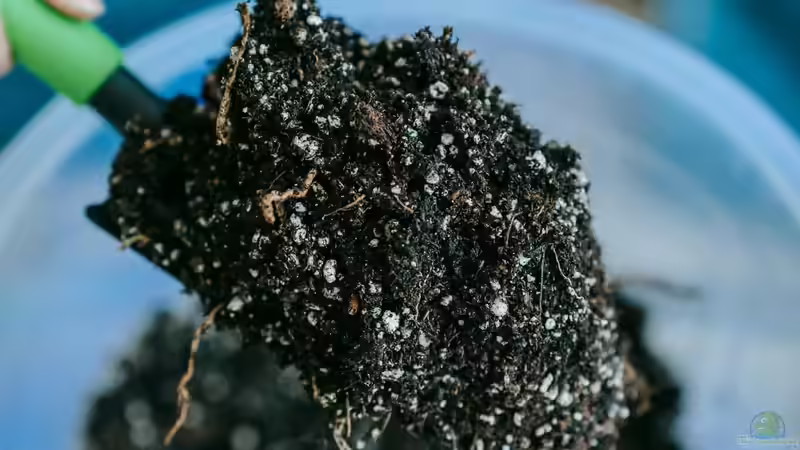 Rolle von Stickstoff bei der Pflanzendüngung