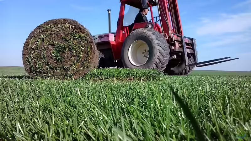 Rollrasen: Die bessere Alternative?