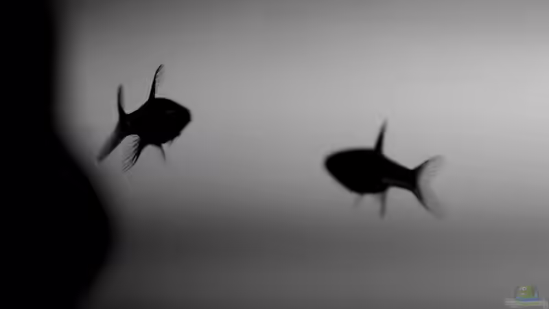 Romantik pur!!! :) von Jo The Fish (11)