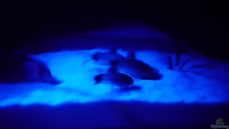 Rondevouz im Mondschein von Fireman (14)