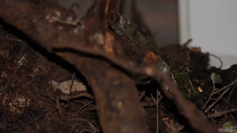 Roots collected in the forest von lomarraco (65)