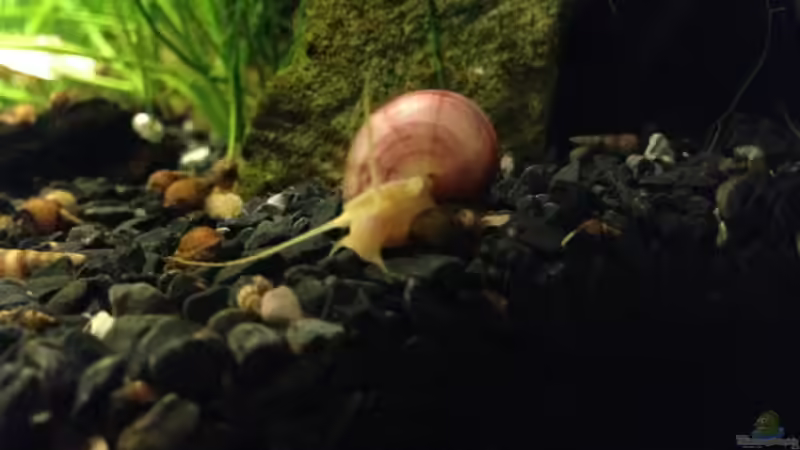 rosa Apfelschnecke (nicht mehr im Besatz) von Momo-kocht (12)