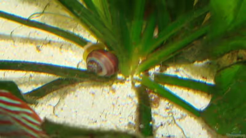 Rosa Apfelschnecke von Chris85 (13)