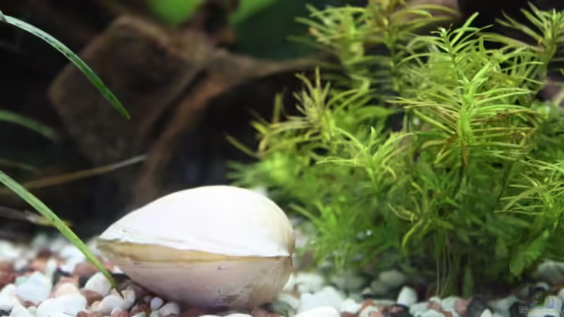 rosa Herzmuschel von Sabrina Mertes (11)