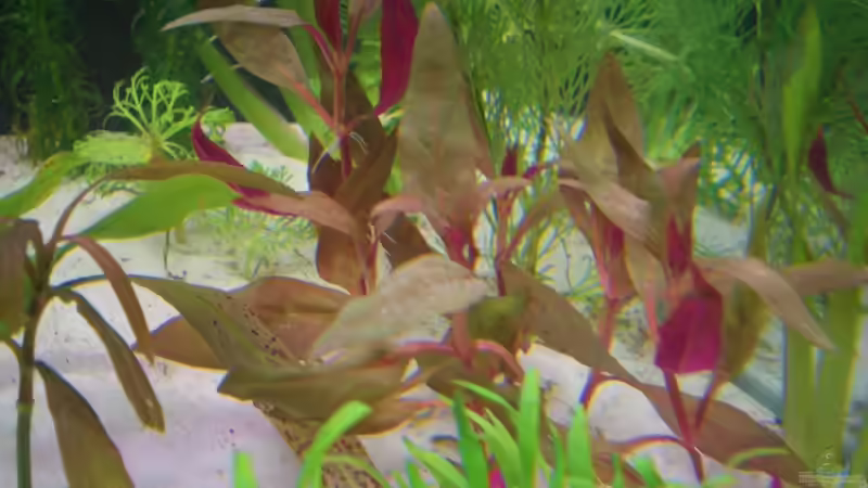 rosa papageienblatt, vorne Neuseelandgras, links ein Hygrophila-Steckling von Gerd Bunge (5)