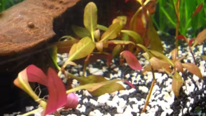 rosa Papageienblatt von DanBri (10)