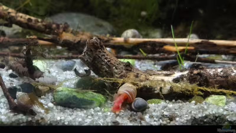 Rosa PHS von paris (19)