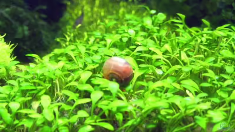 rosa Posthornschnecke in Glossostigma von Astrid Stahn (3)