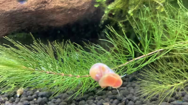 rosa Posthornschnecke von Fischfan11 (6)