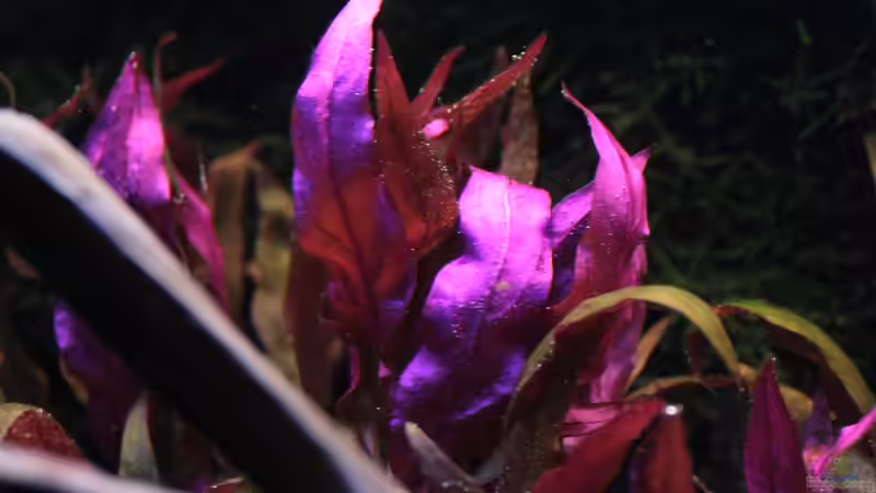 Rosablättriges Papageienblatt (Alternanthera reineckii ´Pink´) von semimarinus (16)