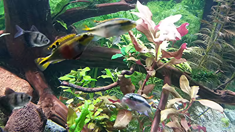 Rosablättriges Papageienblatt (Alternanthera reineckii) von Robert&Alex (6)