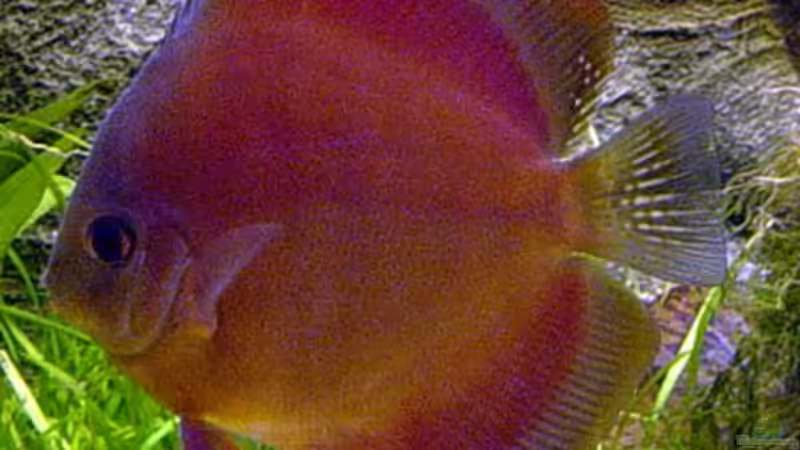 Rose Red von The_Lizardking (31)