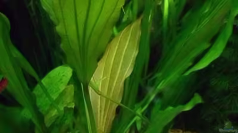 rose von rattenfreak (12)