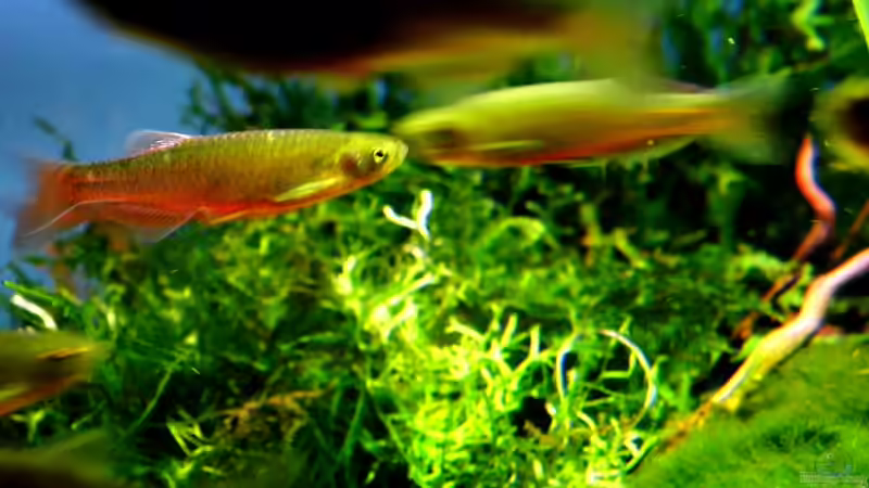 Danio roseus im Aquarium halten (Einrichtungsbeispiele für Rosenbärbling)