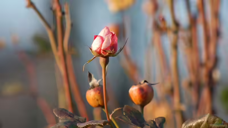 Rosen schneiden - Der ultimative Leitfaden für gesunde, üppig blühende Rosen im Garten