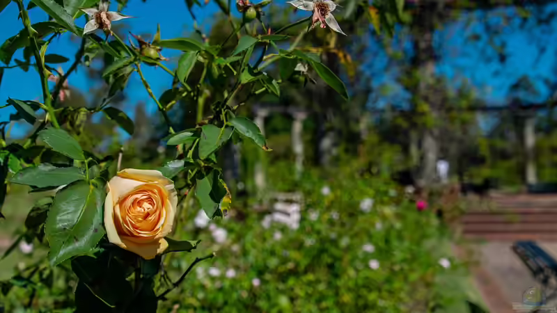 Rosengarten - Alles, was du für deine eigene Rosen-Oase wissen musst