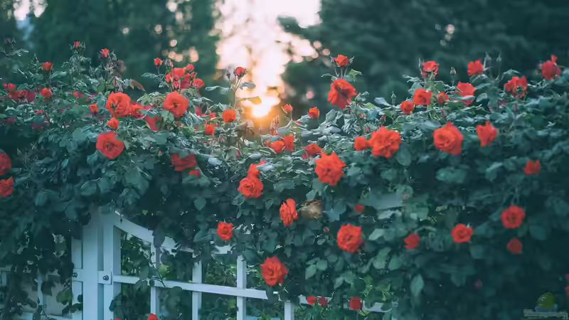 Rosengarten - Alles, was du für deine eigene Rosen-Oase wissen musst