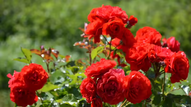 Rosengarten - Alles, was du für deine eigene Rosen-Oase wissen musst