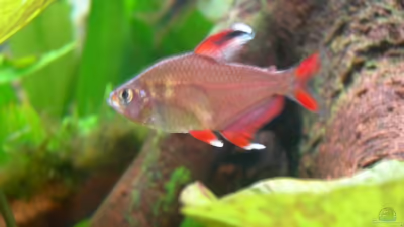 Rosensalmler white Fin von Thomas Fehlberg (31)