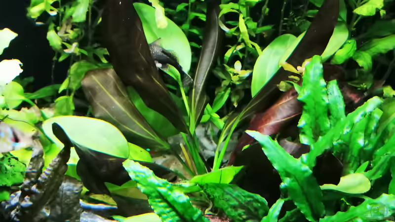 Rosettenpflanzen im Aquarium: Arten, Pflege, Gestaltung und Vermehrung