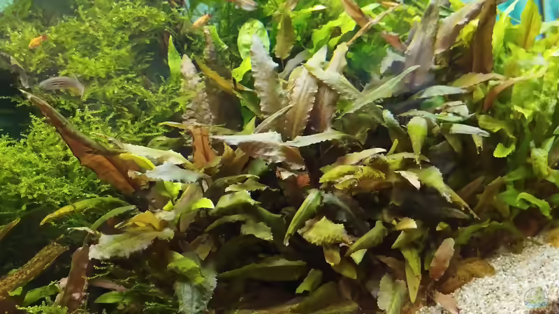 Rosettenpflanzen im Aquarium: Arten, Pflege, Gestaltung und Vermehrung