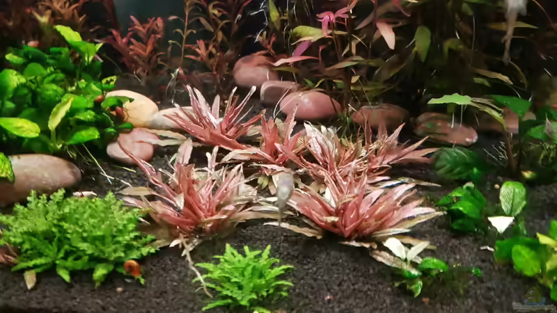 Rosettenpflanzen im Aquarium: Arten, Pflege, Gestaltung und Vermehrung