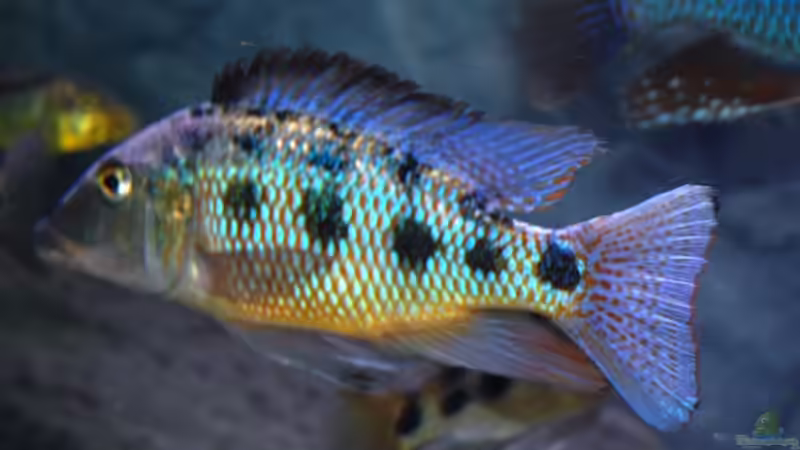 Rosti von Meerjungfraumann (4)