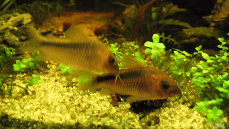 Aquarien mit Corydoras rabauti (Rostpanzerwels)