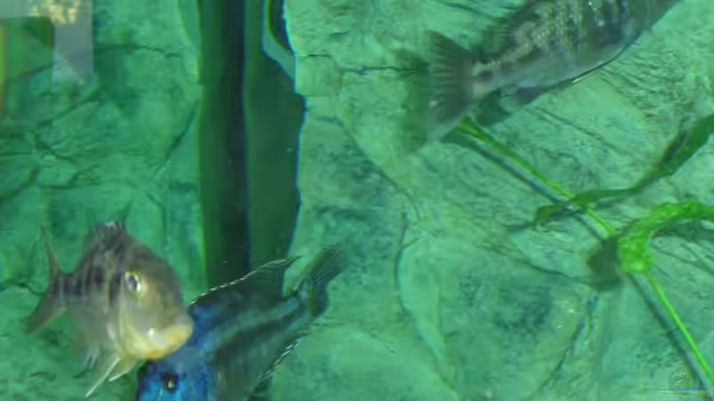 Rostrat Weib...Macrostoma Bock...Nigri Weib von Toelz (22)