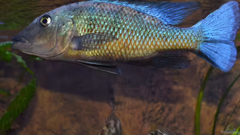 Rostratus von Crüxs (8)