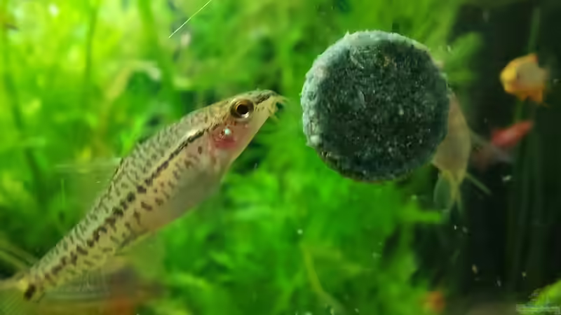 Rosy Zwergschmerle, Weibchen von DaniJeep (8)